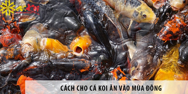 cach cho ca koi an vao mua dong