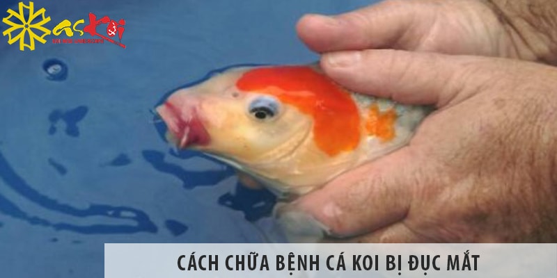 cach chua benh ca koi bi duc mat