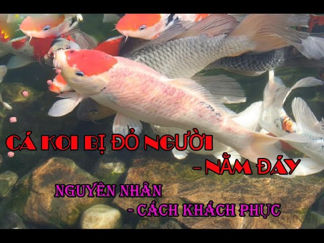 Cách Chữa Cá Koi Bị Đỏ Mình: Nguyên Nhân & Giải Pháp