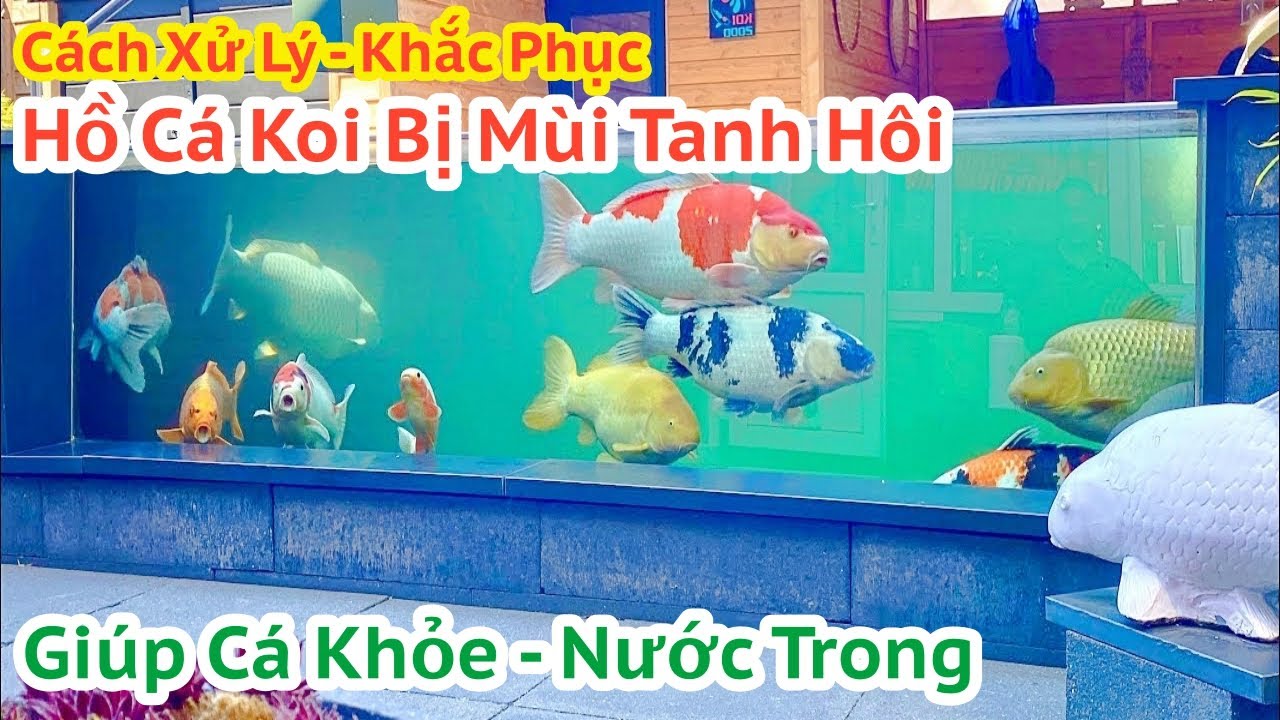 Cách Khử Mùi Tanh Hồ Cá Koi: Hướng Dẫn Chi Tiết