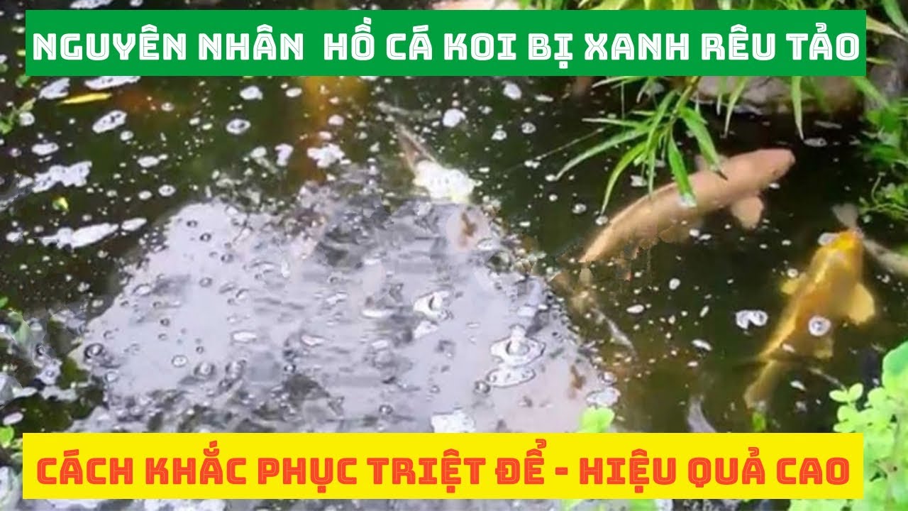 Cách Làm Cho Hồ Cá Koi Trong Xanh: Hướng Dẫn Chi Tiết