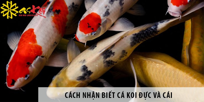 cach nhan biet ca koi duc va cai