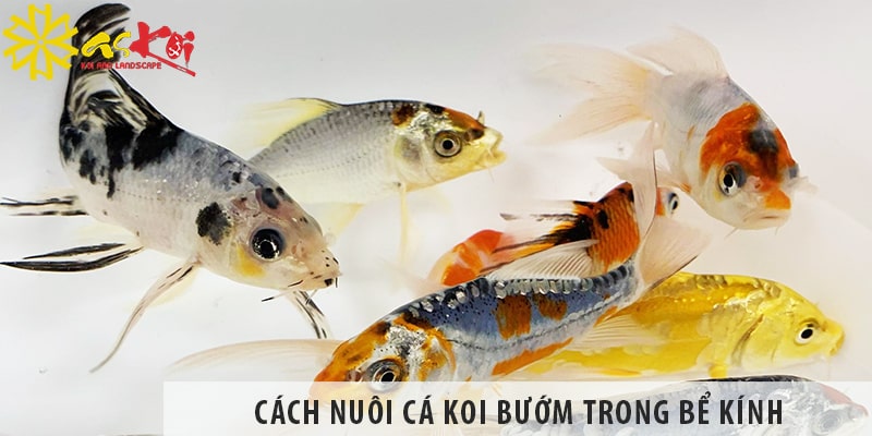 cach nuoi ca koi buom trong be kinh chuan nhat