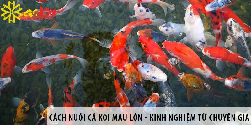 cach nuoi ca koi mau lon