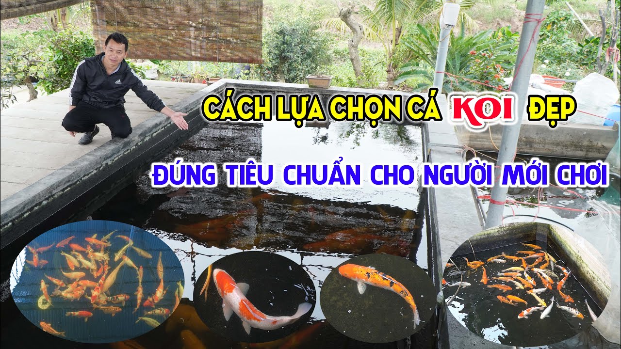 Cách Nuôi Cá Koi Trong Bể Xi Măng: Hướng Dẫn Chi Tiết