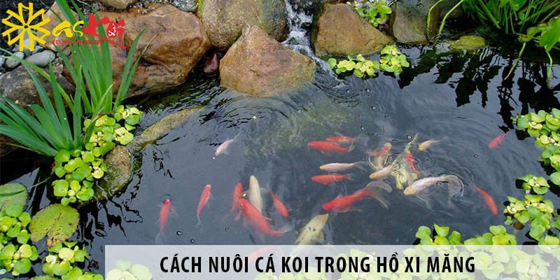 cach nuoi ca koi trong ho xi mang 1