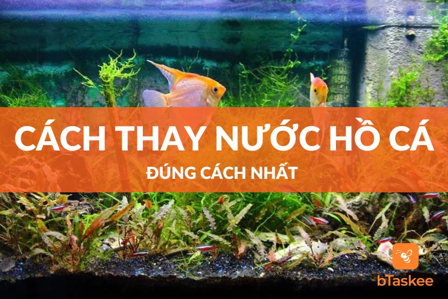 cach thay nuoc ho ca dung cach nhat 1