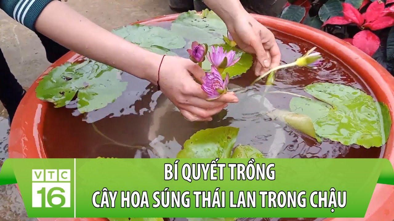 Cách Trồng Hoa Súng Trong Hồ Cá Koi: Hướng Dẫn Chi Tiết