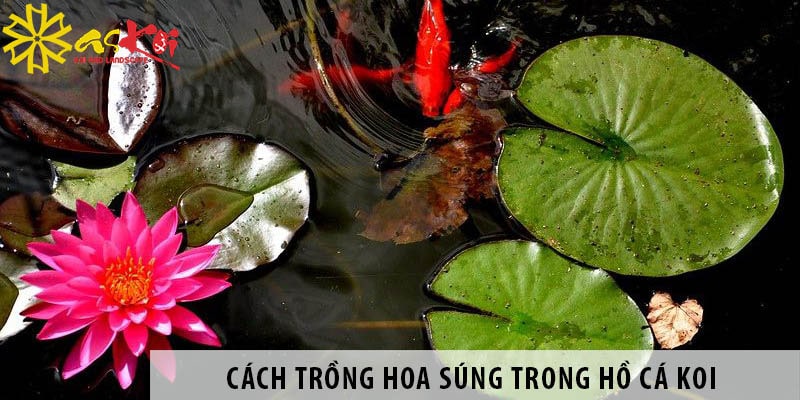 cach trong hoa sung trong ho ca koi