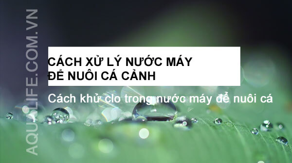 cach xu ly nuoc may de nuoi ca canh