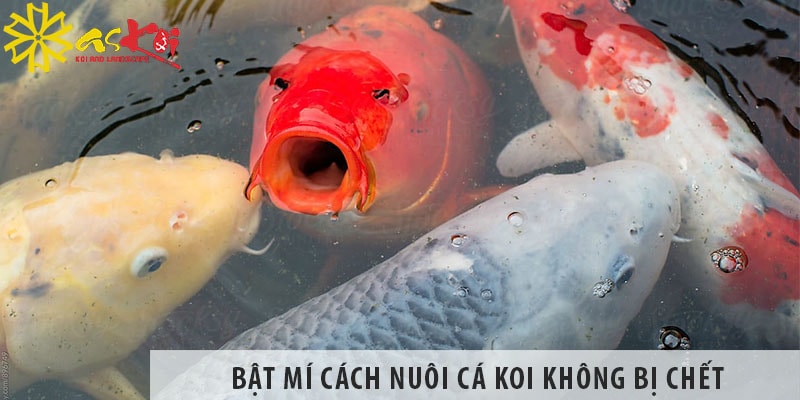 cach‌ ‌nuoi‌ ‌ca‌ ‌koi‌ ‌khong‌ ‌bi‌ ‌chet