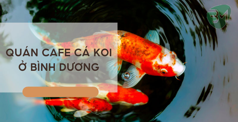 cafe ca koi binh duong