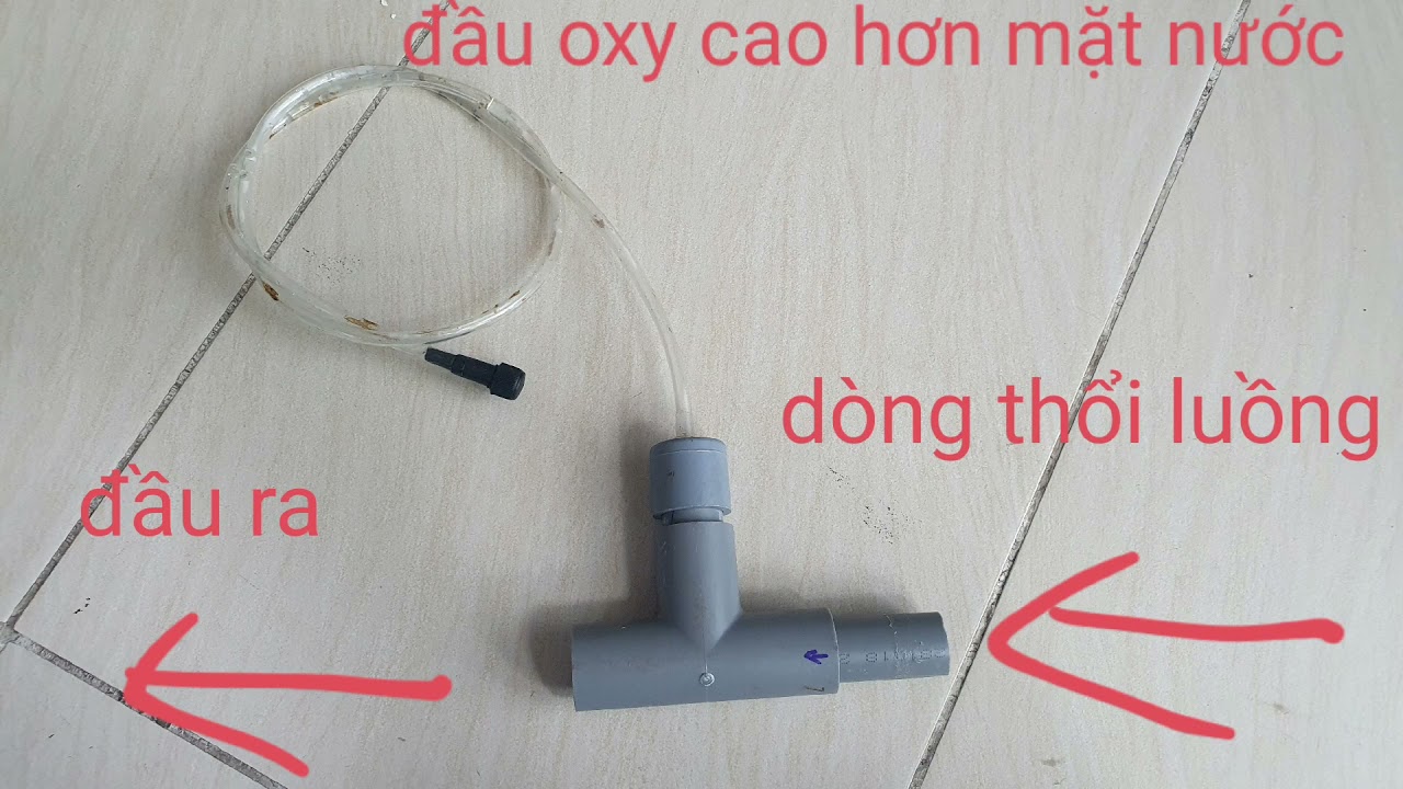 Cấp Oxy Cho Bể Cá Koi: Bí Quyết Nuôi Cá Khỏe Mạnh