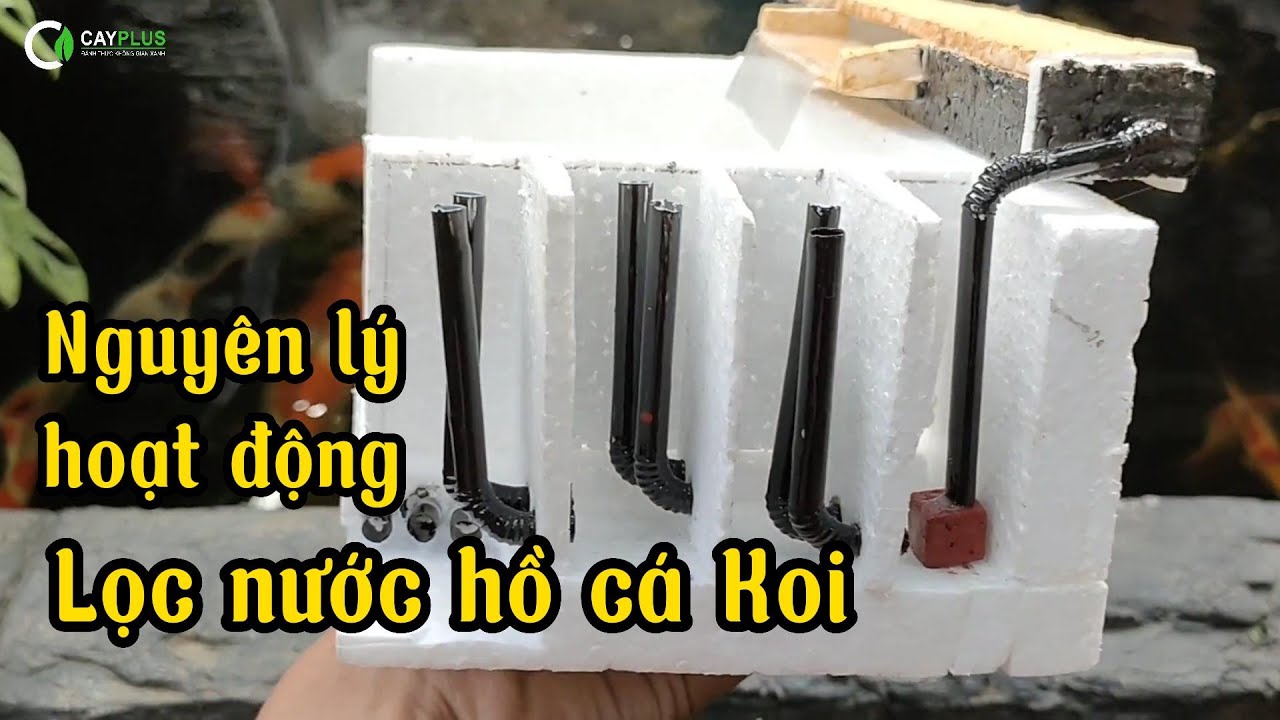 Cấu tạo bể lọc hồ cá Koi: Hướng dẫn chi tiết