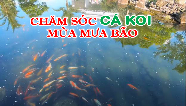 cham soc ca koi mua mua bao