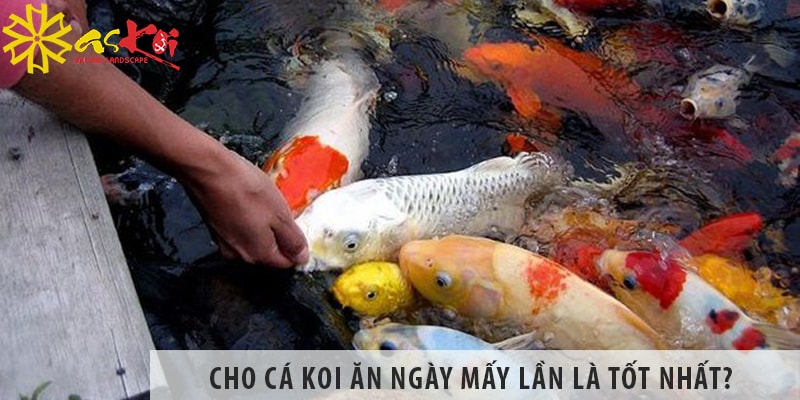 cho ca koi an ngay may lan3