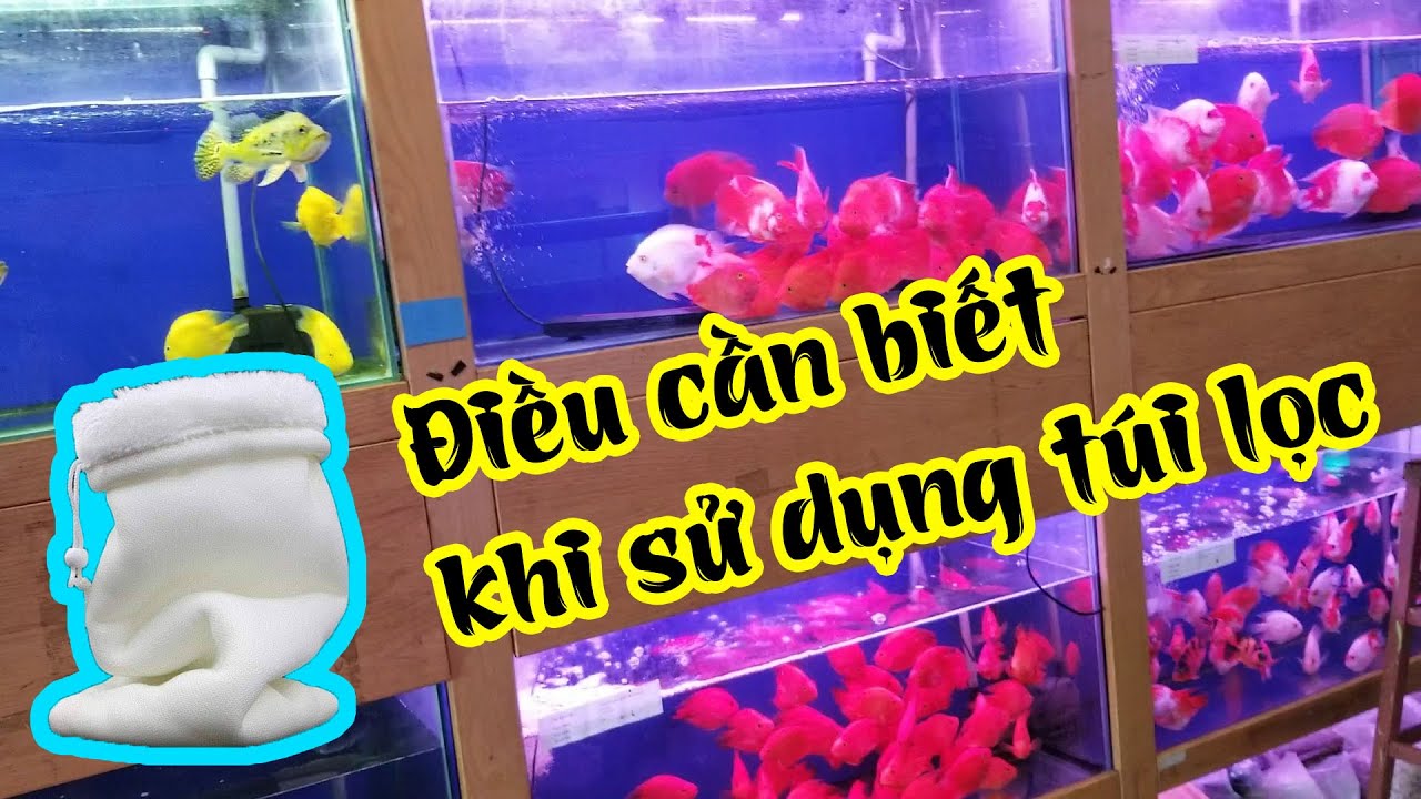 Có Nên Giặt Lọc Bể Cá Koi? Lợi Ích, Nhược Điểm & Hướng Dẫn