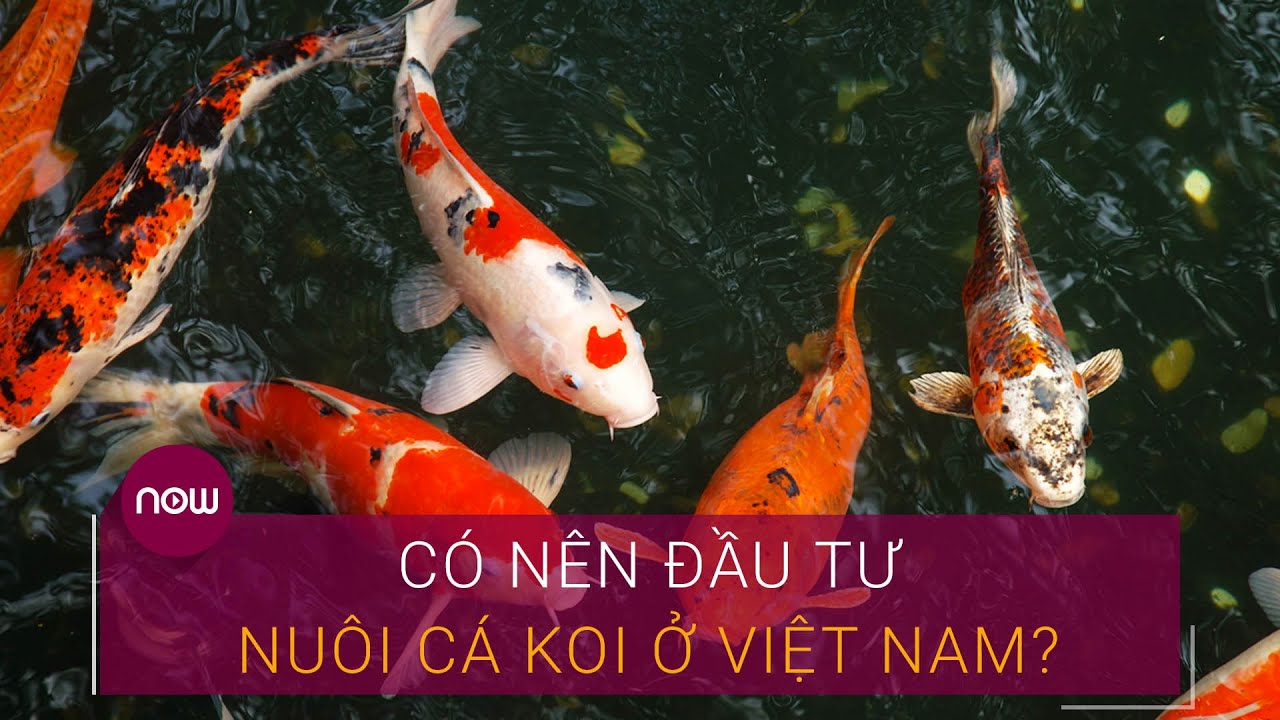 Có Nên Mở Trại Cá Koi? Khó Khăn & Lợi Ích