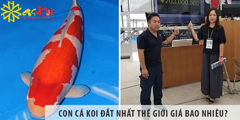 con ca koi dat nhat the gioi gia bao nhieu