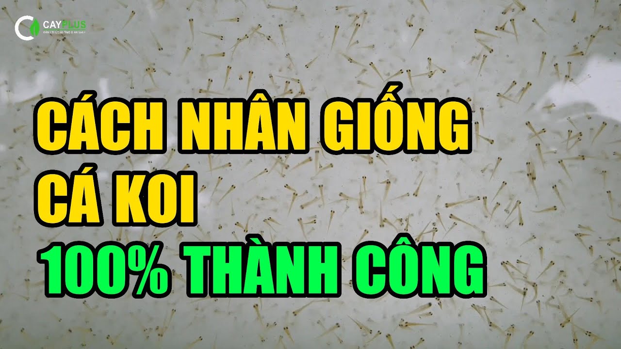 Công thức phối giống cá Koi: Hướng dẫn chi tiết từ A đến Z