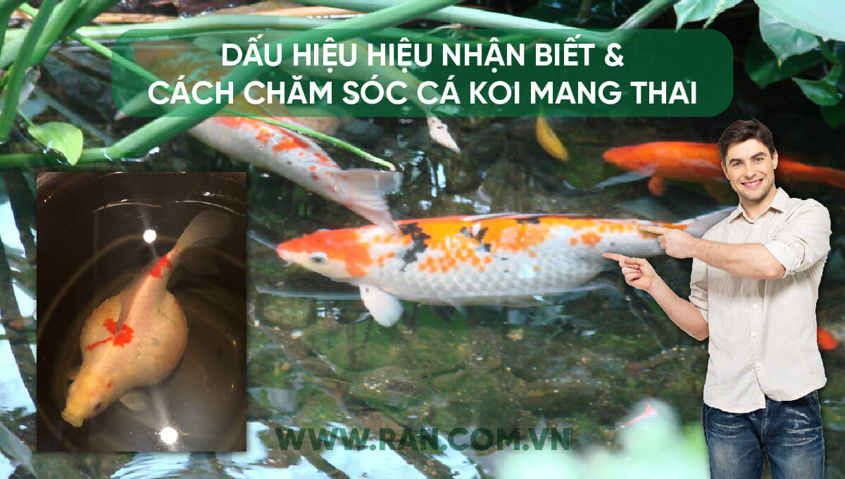 dau hieu nhan viet va cach cham soc ca koi mang thai