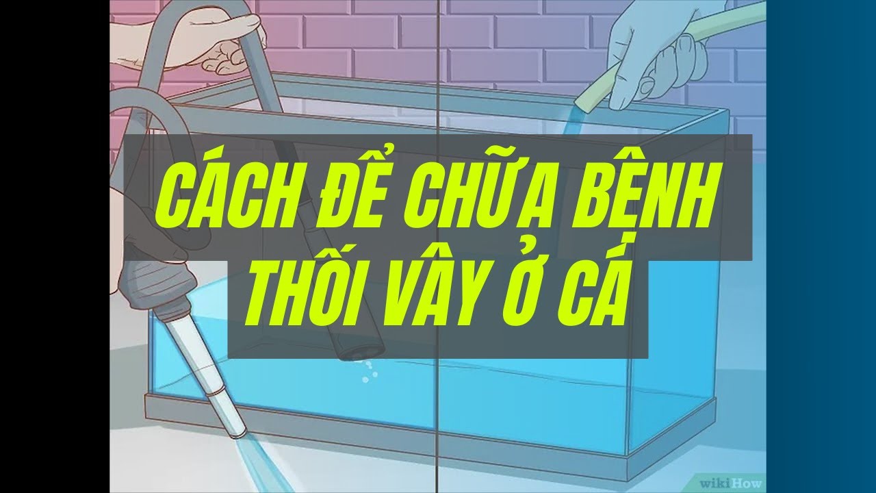 Dầu Tràm: Bí Quyết Chăm Sóc Cá Koi Khỏe Mạnh