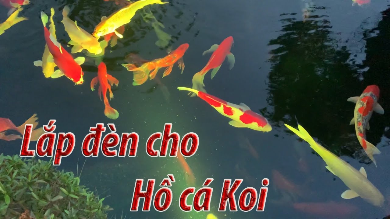 Đèn Chiếu Sáng Hồ Cá Koi: Hướng Dẫn Chọn Lựa & Lắp Đặt