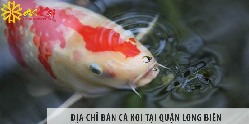 dia chi ban ca koi nhat koi viet dep re tai quan long bien