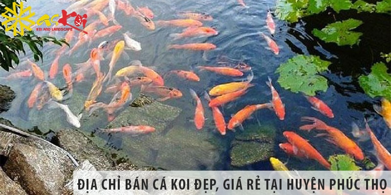 dia chi ban ca koi tai huyen phuc tho