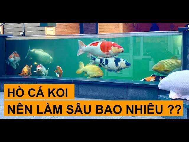 Độ sâu hồ cá koi mini: Bí mật cho một hồ cá khỏe mạnh