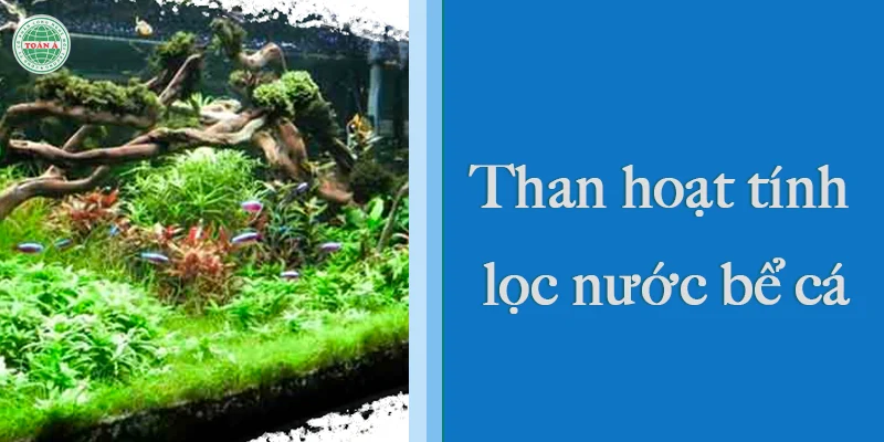 dung than hoat tinh loc nuoc be ca1