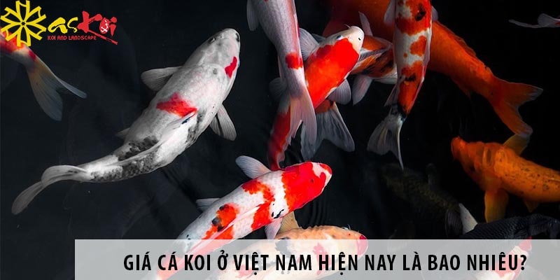 gia ca koi o viet nam hien nay la bao nhieu