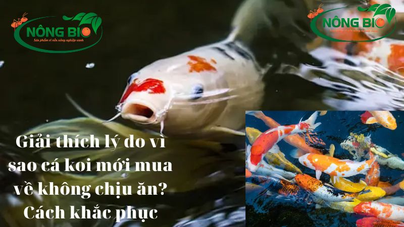 giai thich ly do vi sao ca koi moi mua ve khong chiu an