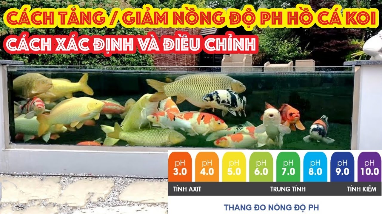 Giảm Nhiệt Hồ Cá Koi: Hướng Dẫn Chi Tiết