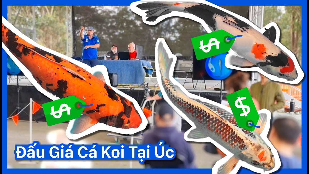 Giới thiệu cá Koi tại hội chợ: Nắm bắt cơ hội, vươn tới thành công