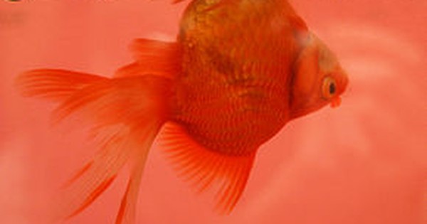 goldfish with swim bladder disease 1489215568294