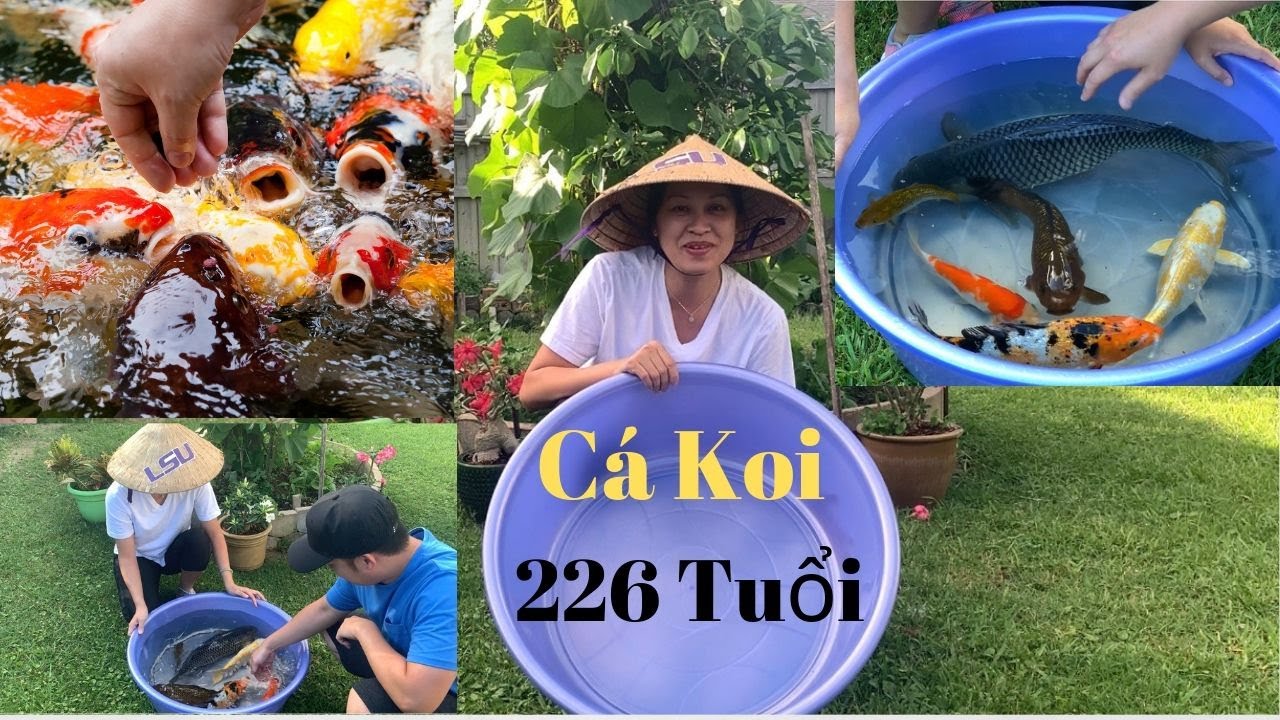 Hanako: Cá Koi Mang Tên Gọi Đặc Biệt