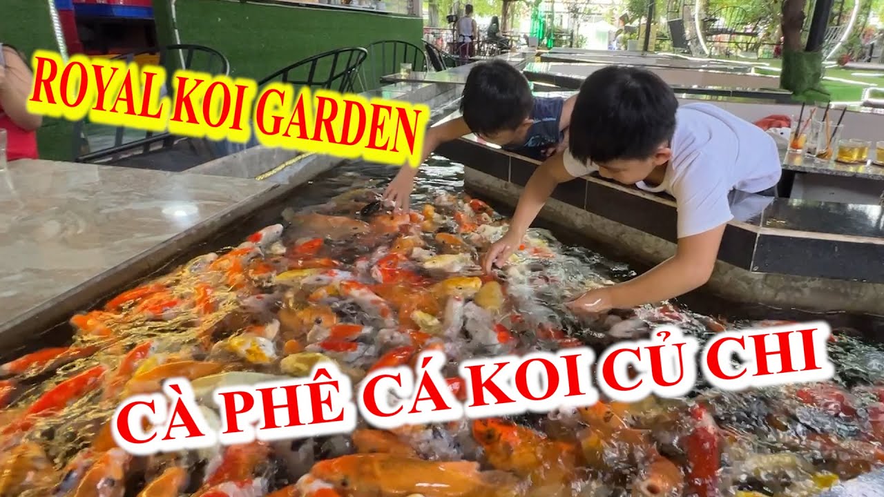 Hồ Cá Koi Củ Chi: Nơi Thư Giãn & Chiêm Ngưỡng Vẻ Đẹp