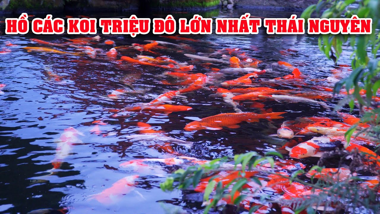 Hồ Cá Koi Thái Nguyên: Nơi Thư Giãn & Vẻ Đẹp Nhật Bản