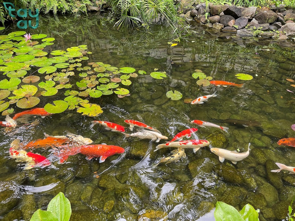 ho ca koi thieu cay 1