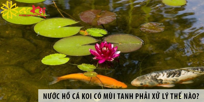 ho koi co mui tanh phai xu ly the nao