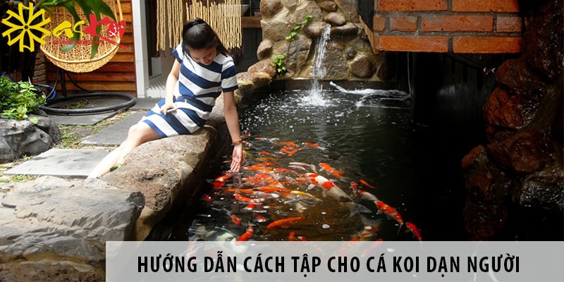 huong dan cach tap cho ca koi dan nguoi