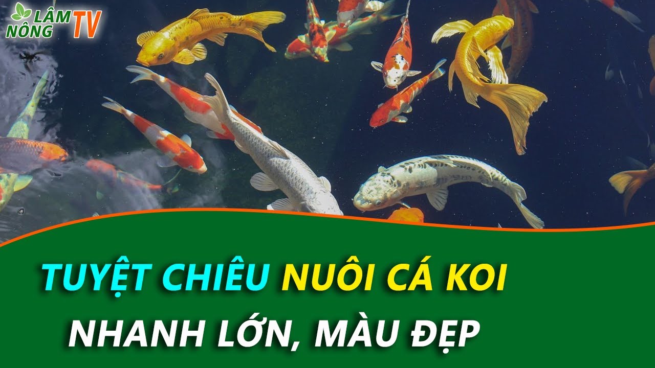 Hướng Dẫn Chăm Sóc Cá Chép Koi: Từ A Đến Z