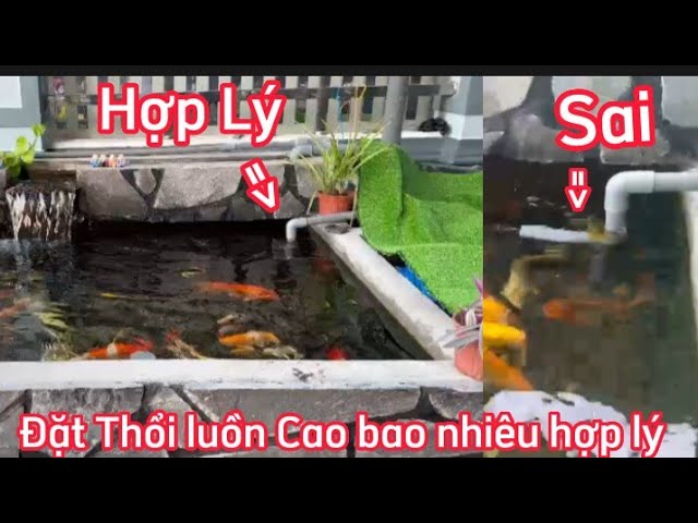 Hướng Dẫn Chi Tiết Cách Lắp Máy Thổi Luồng Bể Cá Koi