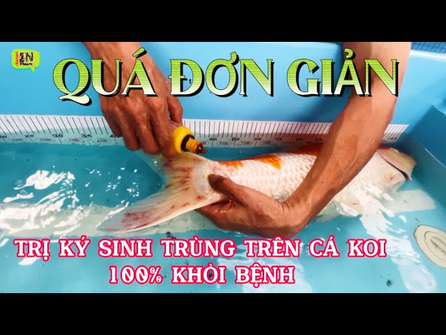 Hướng Dẫn Chi Tiết Thuốc Điều Trị Bệnh Kí Sinh Ở Cá Chép Koi