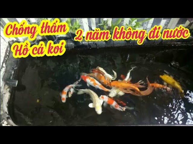 Hướng Dẫn Ho Cá Koi Bằng Vải Chống Thấm: Bền Bỉ, Chống Thấm, Dễ Vệ Sinh