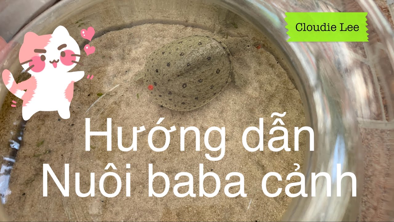 Hướng Dẫn Nuôi Ba Ba Cảnh Trên Bàn Làm Việc