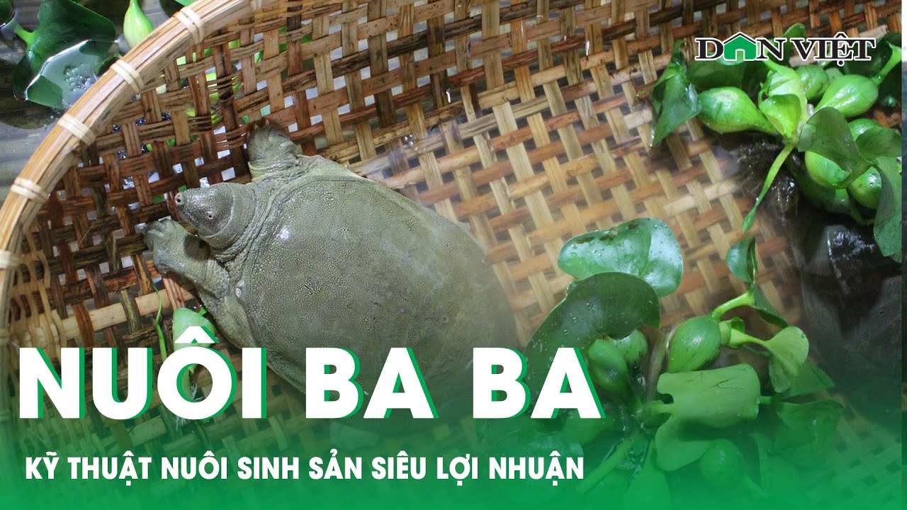 Hướng Dẫn Nuôi Ba Ba Sinh Sản: Từ A Đến Z