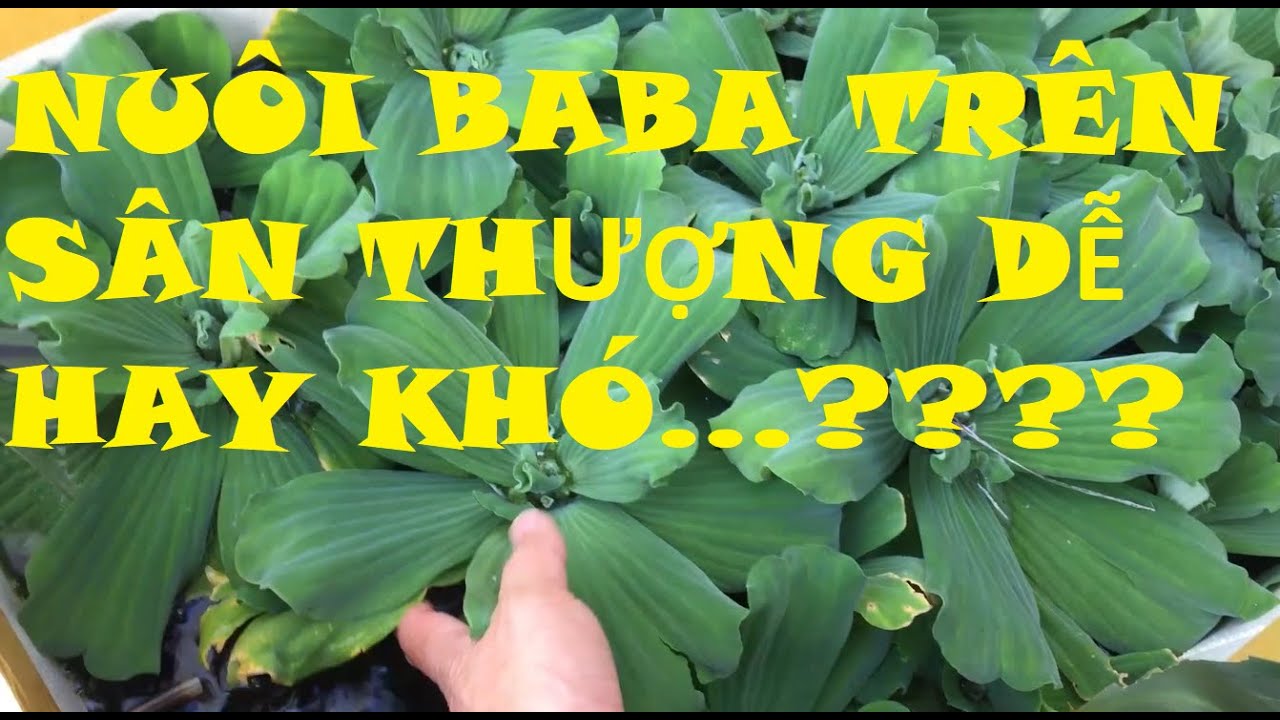 Hướng Dẫn Nuôi Ba Ba Trong Thùng Xốp Hiệu Quả