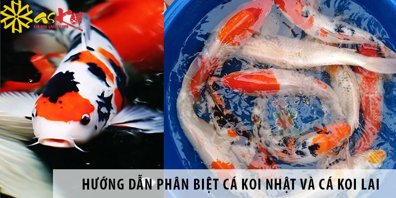 huong dan phan biet ca koi nhat va ca koi lai